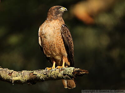 Red-tailed Hawk (Buteo jamaicensis) - Adult (calurus/alascensis)