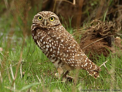 Burrowing Owl (Athene cunicularia) - Adult