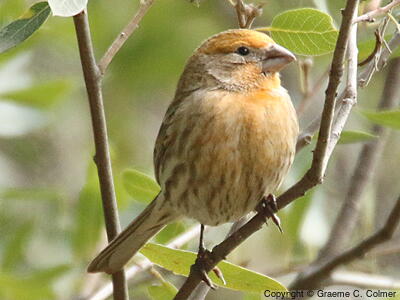 House Finch (Haemorhous mexicanus) - Adult male