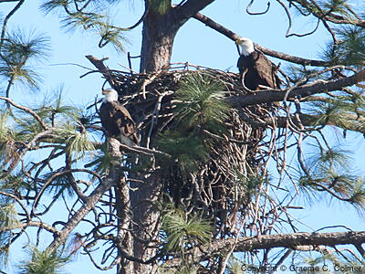 Bald Eagle (Haliaeetus leucocephalus) - Adults on nest