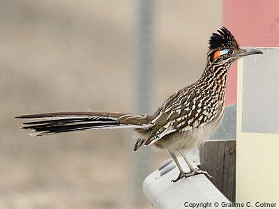 Greater Roadrunner (Geococcyx californianus) - Breeding adult