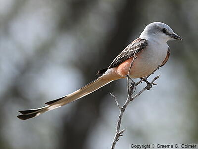 Scissor-tailed Flycatcher (Tyrannus forficatus) - Adult
