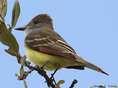 Great Crested Flycatcher (Myiarchus crinitus) - Adult