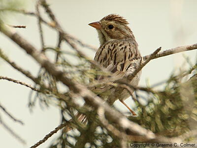 Clay-colored Sparrow (Spizella pallida) - Non-breeding adult