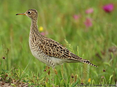 Upland Sandpiper (Bartramia longicauda) - Adult