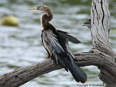 Anhinga (Anhinga anhinga) - Female/immature