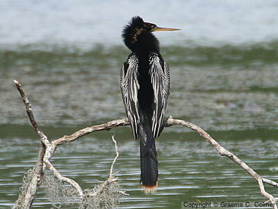 Anhinga (Anhinga anhinga) - Adult male