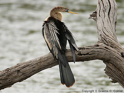 Anhinga (Anhinga anhinga) - Female/immature