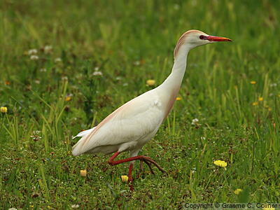 Western Cattle-Egret (Ardea ibis) - Breeding adult