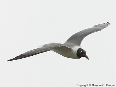 Laughing Gull (Leucophaeus atricilla) - Breeding adult