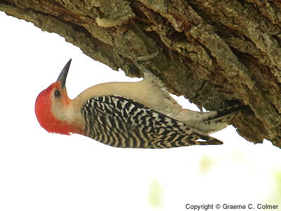 Red-bellied Woodpecker (Melanerpes carolinus) - Adult male