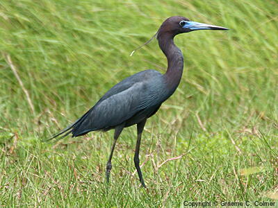 Little Blue Heron (Egretta caerulea) - Adult