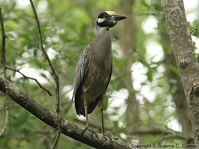 Yellow-crowned Night Heron (Nyctanassa violacea) - Adult