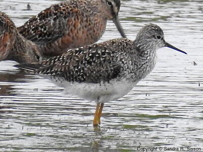 Lesser Yellowlegs (Tringa flavipes) - Adult
