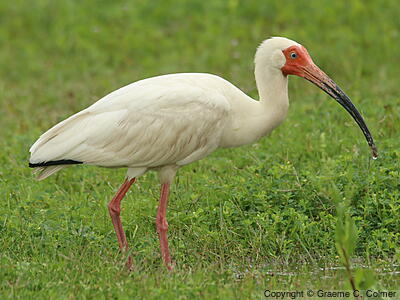 White Ibis (Eudocimus albus) - Adult