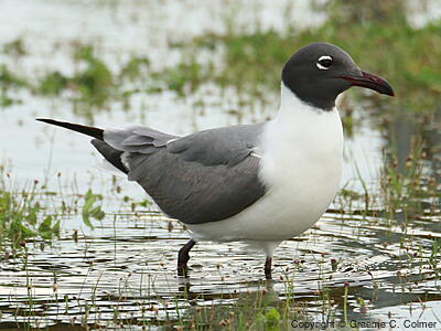 Laughing Gull (Leucophaeus atricilla) - Breeding adult