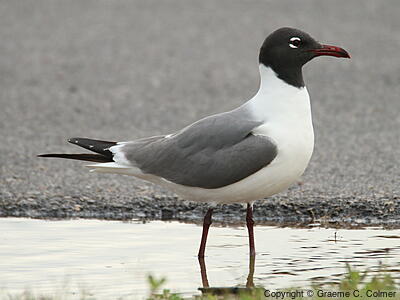 Laughing Gull (Leucophaeus atricilla) - Breeding adult
