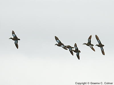 Blue-winged Teal (Spatula discors) - Flock