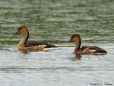 Fulvous Whistling-Duck (Dendrocygna bicolor) - Adults