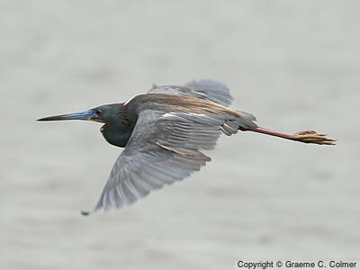 Tricolored Heron (Egretta tricolor) - Breeding adult