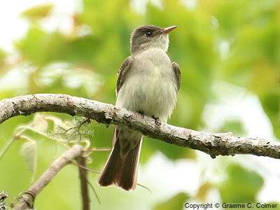 Eastern Wood-Pewee (Contopus virens) - Adult