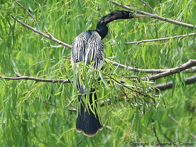 Anhinga (Anhinga anhinga) - Adult male