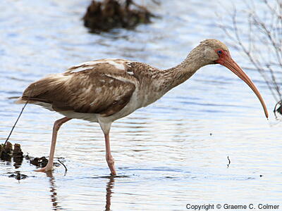 White Ibis (Eudocimus albus) - Immature