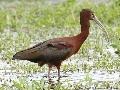 White-faced Ibis (Plegadis chihi) - Breeding adult