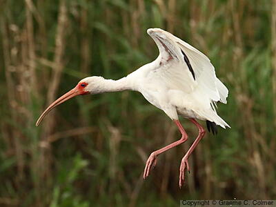 White Ibis (Eudocimus albus) - Adult