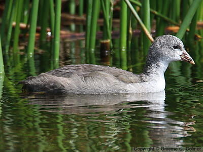 American Coot (Fulica americana) - Juvenile