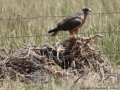 Swainson's Hawk (Buteo swainsoni) - Adult on nest