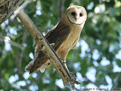 American Barn Owl (Tyto furcata) - Adult