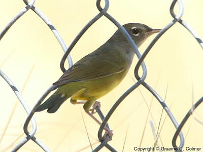 MacGillivray's Warbler (Geothlypis tolmiei) - Female/immature