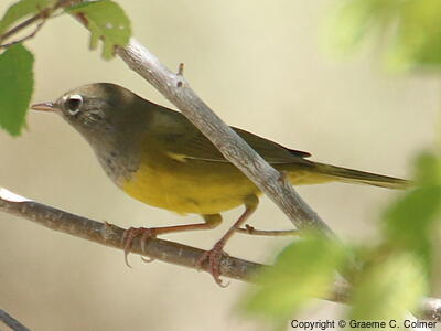 MacGillivray's Warbler (Geothlypis tolmiei) - Female/immature