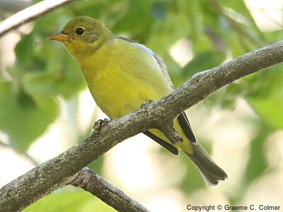 Western Tanager (Piranga ludoviciana) - Adult female