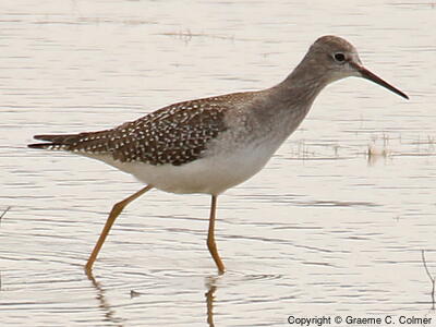 Lesser Yellowlegs (Tringa flavipes) - Adult
