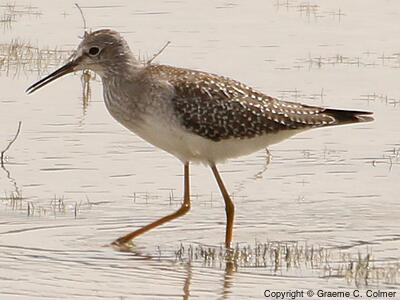 Lesser Yellowlegs (Tringa flavipes) - Adult