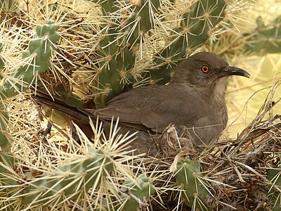 Curve-billed Thrasher (Toxostoma curvirostre) - Adult