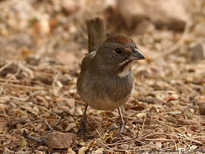 Green-tailed Towhee (Pipilo chlorurus) - Adult