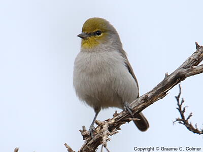 Verdin (Auriparus flaviceps) - Adult