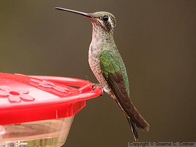 Rivoli's Hummingbird (Eugenes fulgens) - Adult female