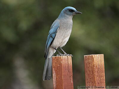 Mexican Jay (Aphelocoma wollweberi) - Adult