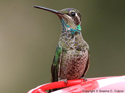 Rivoli's Hummingbird (Eugenes fulgens) - Immature male