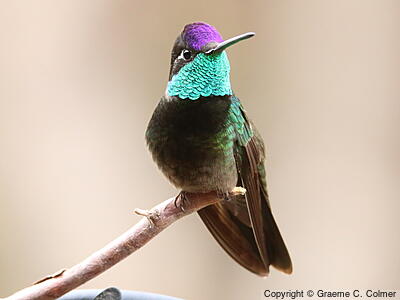 Gallery of Hummingbirds