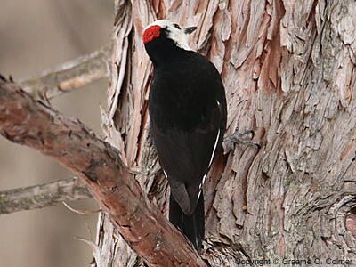 White-headed Woodpecker (Leuconotopicus albolarvatus) - Adult male