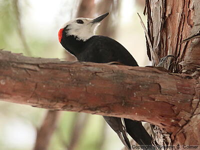 White-headed Woodpecker