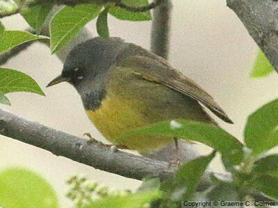 MacGillivray's Warbler (Geothlypis tolmiei) - Adult male