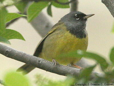 MacGillivray's Warbler (Geothlypis tolmiei) - Adult male