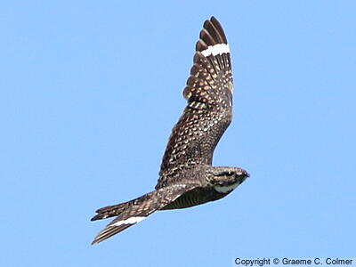 Lesser Nighthawk (Chordeiles acutipennis) - Adult