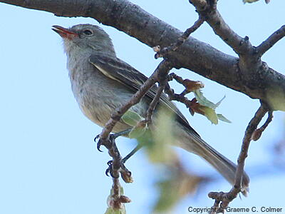 Northern Beardless-Tyrannulet (Camptostoma imberbe) - Adult